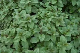 Mentha x piperita 'Chocolate' (Munt 'Chocolate') - afbeelding 17