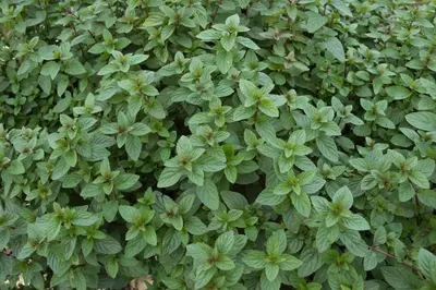 Mentha x piperita 'Chocolate' (Munt 'Chocolate') - afbeelding 18
