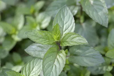 Mentha x piperita 'Chocolate' (Munt 'Chocolate') - afbeelding 1
