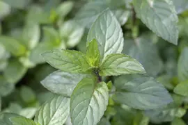 Mentha x piperita 'Chocolate' (Munt 'Chocolate') - afbeelding 1