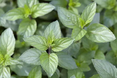 Mentha x piperita 'Chocolate' (Munt 'Chocolate') - afbeelding 2