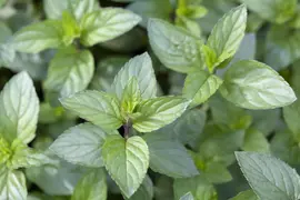 Mentha x piperita 'Chocolate' (Munt 'Chocolate') - afbeelding 2