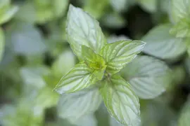Mentha x piperita 'Chocolate' (Munt 'Chocolate') - afbeelding 3