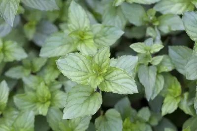 Mentha x piperita 'Chocolate' (Munt 'Chocolate') - afbeelding 4