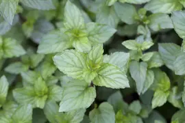 Mentha x piperita 'Chocolate' (Munt 'Chocolate') - afbeelding 4