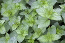 Mentha x piperita 'Chocolate' (Munt 'Chocolate') - afbeelding 5