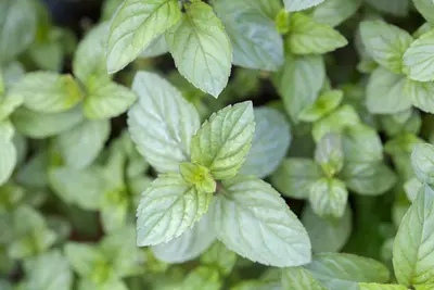 Mentha x piperita 'Chocolate' (Munt 'Chocolate') - afbeelding 7