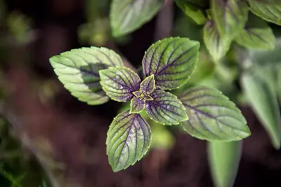 Mentha x piperita 'Chocolate' (Munt 'Chocolate') - afbeelding 10