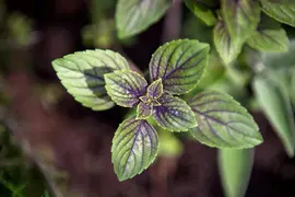 Mentha x piperita 'Chocolate' (Munt 'Chocolate') - afbeelding 10