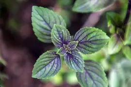 Mentha x piperita 'Chocolate' (Munt 'Chocolate') - afbeelding 11