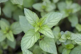 Mentha x piperita 'Chocolate' (Munt 'Chocolate') - afbeelding 8