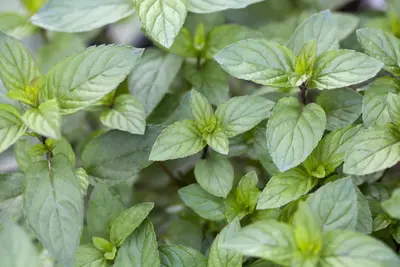 Mentha x piperita 'Chocolate' (Munt 'Chocolate') - afbeelding 9