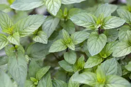 Mentha x piperita 'Chocolate' (Munt 'Chocolate') - afbeelding 9