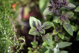 Mentha x piperita 'Chocolate' (Munt 'Chocolate') - afbeelding 12