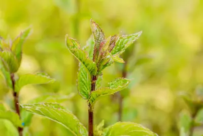 Mentha x piperita 'Chocolate' (Munt 'Chocolate') - afbeelding 19