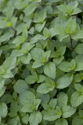 Mentha x piperita 'Granada' (Pepermunt 'Granada') - afbeelding 1