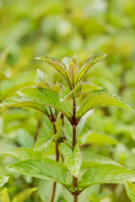 Mentha x piperita 'Mitcham' (Pepermunt 'Mitcham') - afbeelding 2