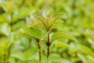 Mentha x piperita 'Mitcham' (Pepermunt 'Mitcham') - afbeelding 1