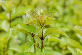 Mentha x piperita 'Mitcham' (Pepermunt 'Mitcham') - afbeelding 1