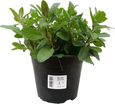 Mentha x piperita var. citrata 'Limone' (Pepermunt) - afbeelding 1