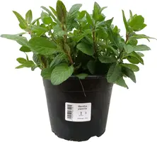 Mentha x piperita var. citrata 'Limone' (Pepermunt) - afbeelding 1