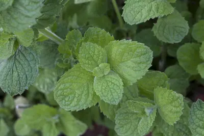 Mentha x rotundifolia 'Apple Mint' (Appelmunt) - afbeelding 4