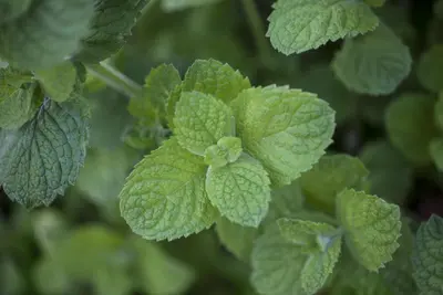 Mentha x rotundifolia 'Apple Mint' (Appelmunt) - afbeelding 5