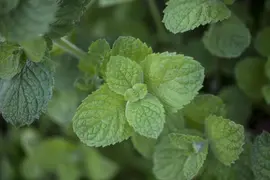 Mentha x rotundifolia 'Apple Mint' (Appelmunt) - afbeelding 5