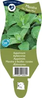 Mentha x rotundifolia 'Apple Mint' (Appelmunt) - afbeelding 1