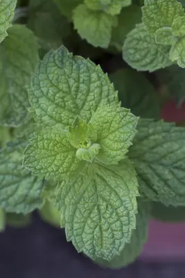 Mentha x rotundifolia 'Apple Mint' (Appelmunt) - afbeelding 2