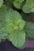 Mentha x rotundifolia 'Apple Mint' (Appelmunt) - afbeelding 2