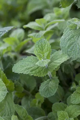 Mentha x rotundifolia 'Apple Mint' (Appelmunt) - afbeelding 3