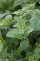 Mentha x rotundifolia 'Apple Mint' (Appelmunt) - afbeelding 3