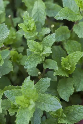 Mentha x rotundifolia 'Apple Mint' (Appelmunt) - afbeelding 6