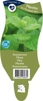 Mentha x rotundifolia 'Pineapple Mint' (Ananasmunt) - afbeelding 1
