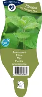 Mentha x rotundifolia 'Pineapple Mint' (Ananasmunt) - afbeelding 1