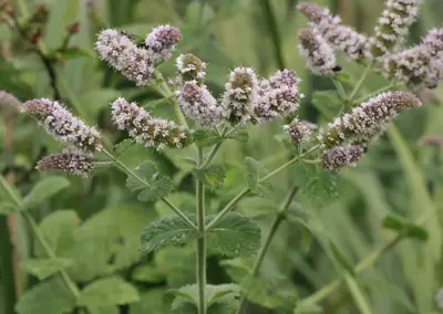 Mentha x rotundifolia 'Pineapple Mint' (Ananasmunt) - afbeelding 2