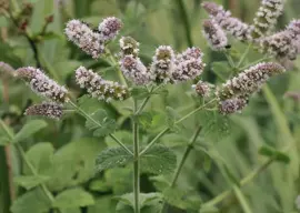 Mentha x rotundifolia 'Pineapple Mint' (Ananasmunt) - afbeelding 2