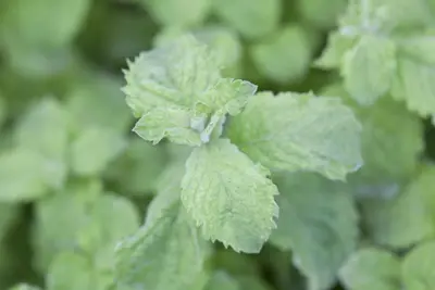 Mentha x villosa 'Mojito' (Mojitomunt) - afbeelding 2