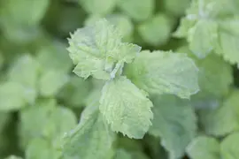 Mentha x villosa 'Mojito' (Mojitomunt) - afbeelding 2