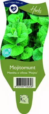 Mentha x villosa 'Mojito' (Mojitomunt) - afbeelding 1