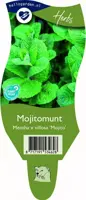 Mentha x villosa 'Mojito' (Mojitomunt) - afbeelding 1