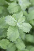 Mentha x villosa 'Mojito' (Mojitomunt) - afbeelding 3