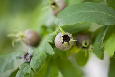 Mespilus germanica (Mispel) fruitplant 150cm - afbeelding 6