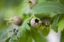 Mespilus germanica (Mispel) fruitplant 150cm - afbeelding 6