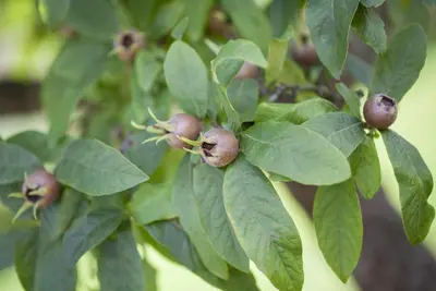 Mespilus germanica (Mispel) fruitplant 150cm - afbeelding 8