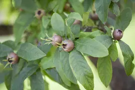Mespilus germanica (Mispel) fruitplant 150cm - afbeelding 8