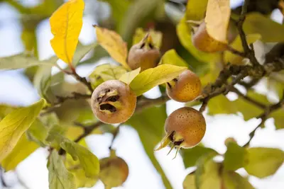 Mespilus germanica (Mispel) fruitplant 150cm - afbeelding 9
