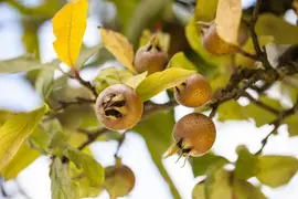 Mespilus germanica (Mispel) fruitplant 150cm - afbeelding 9