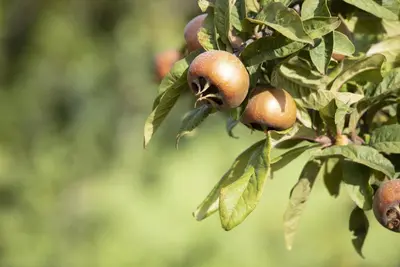 Mespilus germanica (Mispel) fruitplant 150cm - afbeelding 10